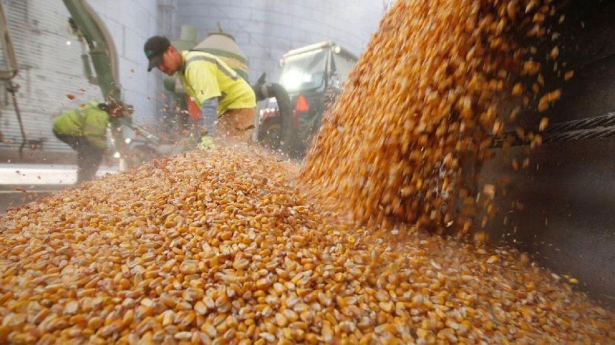La Bolsa de Cerealaes de Buenos Aires estimó una producción récord de 25 toneladas de granos finos