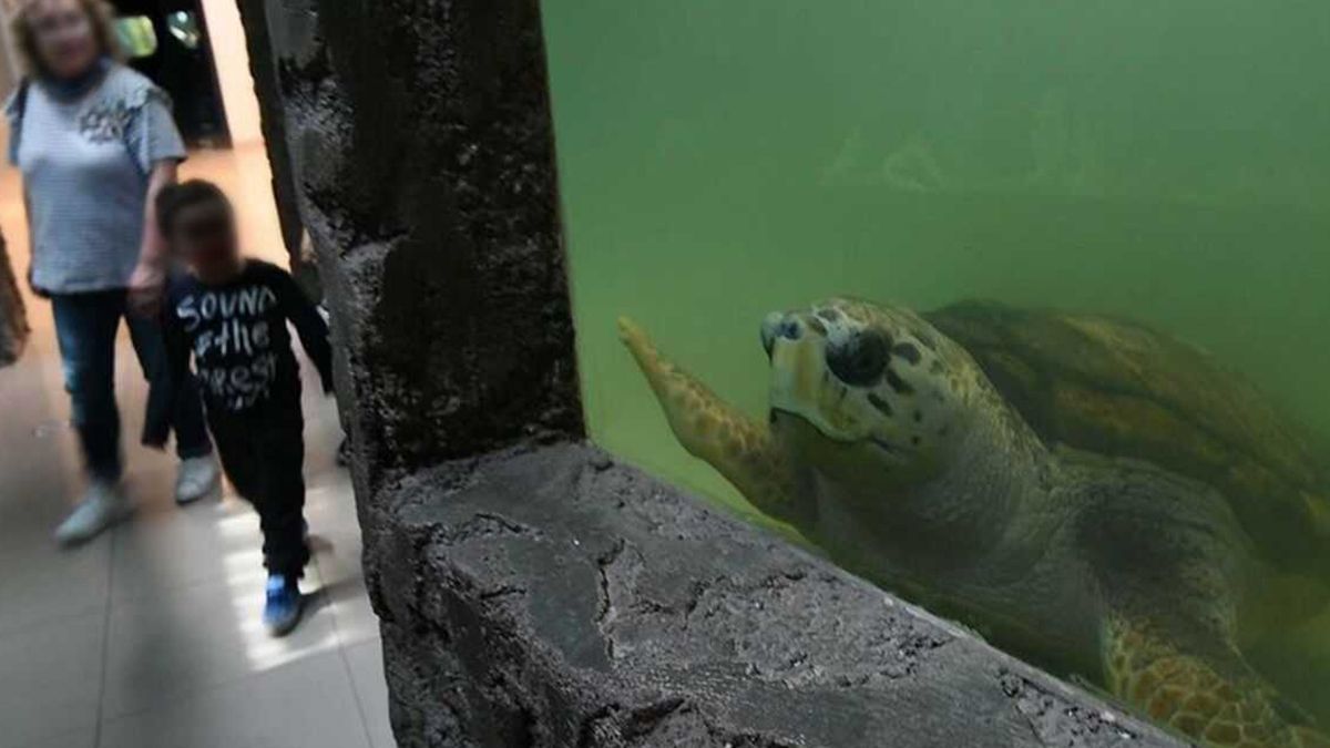 Trasladarán desde Mendoza hacia Mar del Plata al tortugo Jorge tras 40 años de cautiverio