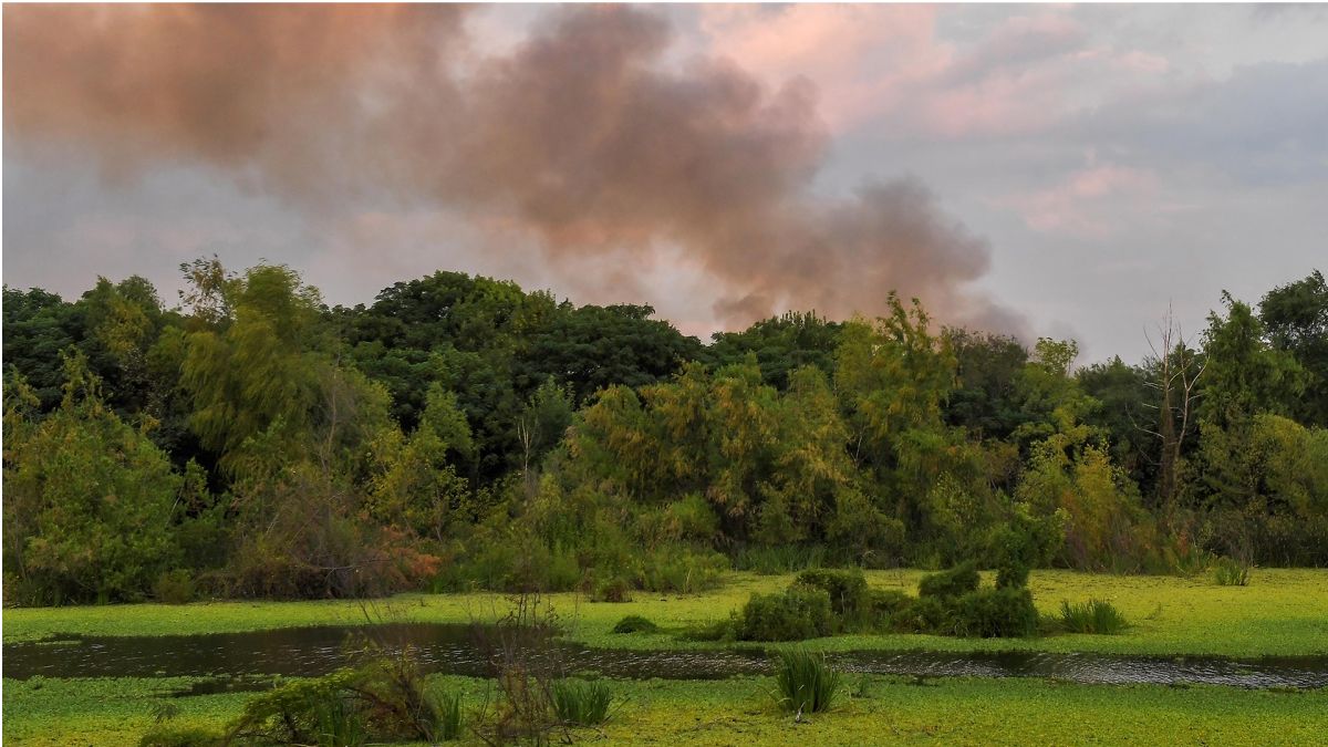 Nuevo incendio, el segundo en dos días, afecta a la Reserva Ecológica Costanera Sur