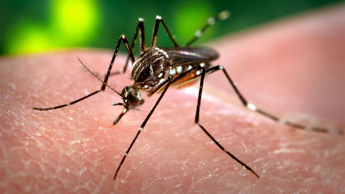 Jujuy reporta un nuevo caso de dengue importado y llama a la prevención